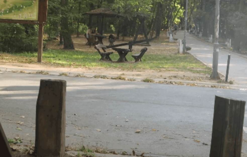 PANIKA NA BANJICI: Širi se nesnosan smrad iz Bajfordove šume, stanari okolnih zgrada u STRAHU

